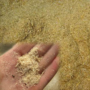 绿巨人视频最新官网